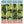 Gardenia wallpaper by Deus ex Gardenia in green, flat sample of large tropical leaves