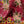 Hampi velvet by Tatie Lou in red, draped close-up of tropical flowers in a mirrored print