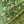 Jungle linen by Bethie Tricks in green, draped, showing jungle leaves