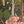 Mira wallpaper by Deus ex Gardenia in charcoal and pink, full repeat of blossoms and hidden big cats (alternate view)