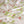 Organic Strawberry Patch linen by Seed Home Designs in red and green, draped close-up of strawberries and flowers