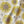 Organic Sunflower and Flora fabric by Seed Home Designs in yellow and beige, full repeat of large sunflowers