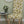 Organic Sunflower and Flora fabric by Seed Home Designs in yellow and beige, large sunflowers upholstered on an armchair
