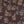 Spicewood Wallpaper in Chocolate by Parker and Jules
