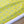 Pigeon in Buff fabric by Seed Home Designs in yellow, pattern sample of watercolour pigeons