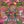 Punk Rocks wallpaper by Brand McKenzie in pink, detail of punk animals among roses