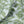 Rubber Plant velvet by Annika Reed in sage green, draped, showing rubber plant leaves