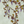 Seasons of the Vine wallpaper by Dami and Em Design in green, pattern sample of grape vines (alternate view)