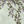Seasons of the Vine wallpaper by Dami and Em Design in green, full repeat of grape vines