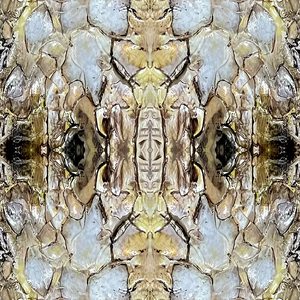 Shell wallpaper by Dami and Em Design in gold, full repeat of shell motifs