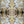 Shell velvet by Dami and Em Design in gold, full repeat of shell motifs