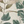 Wild Ivy wallpaper by Deus ex Gardenia in grey, flat sample of climbing ivy