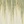 Willow wallpaper by Dami and Em Design in green and cream, flat sample of trailing willow leaves